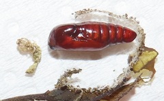 Lophoptera