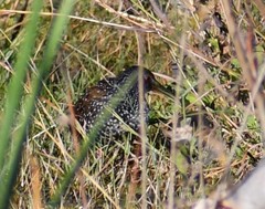 Pardirallus maculatus