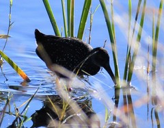 Pardirallus maculatus