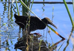 Pardirallus maculatus