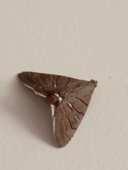 Eulepidotis carcistola