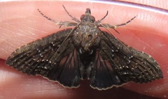 Lophoptera