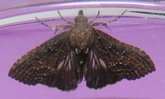 Lophoptera