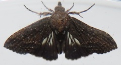 Lophoptera
