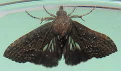 Lophoptera