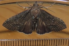 Lophoptera