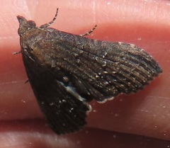 Lophoptera