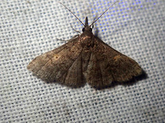 Naarda alternata
