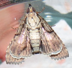 Lophoptera