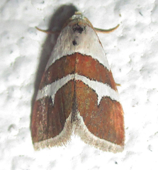 Eublemma alexi