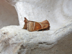 Lemmeria digitalis