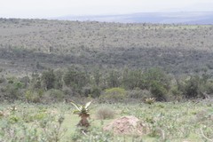 Euphorbia triangularis