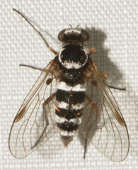 Chrysopilus fasciatus