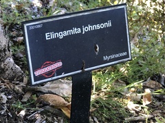 Elingamita johnsonii