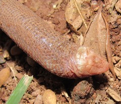 Leposternon microcephalum