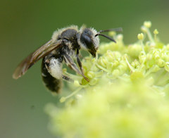 Andrena proxima