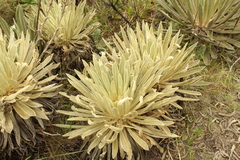 Espeletia muiska