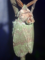 Netria viridescens