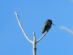 Calypte anna