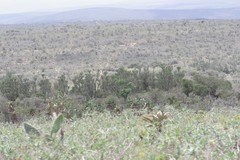 Euphorbia triangularis