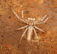 Oxyopes