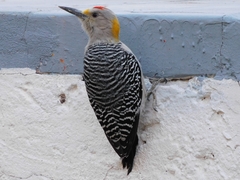 Melanerpes aurifrons