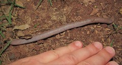 Leposternon microcephalum