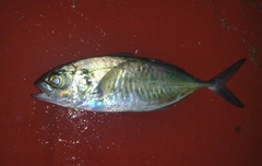 Caranx caballus