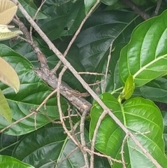 Anolis hispaniolae