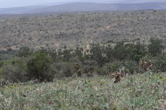 Euphorbia triangularis
