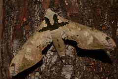 Adhemarius gannascus