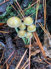 Mycena griseoviridis