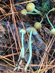 Mycena griseoviridis
