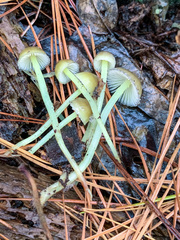 Mycena griseoviridis