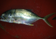 Caranx caninus