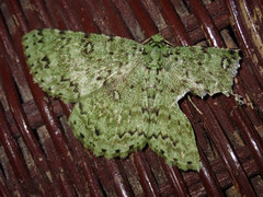 Ophthalmitis exemptaria