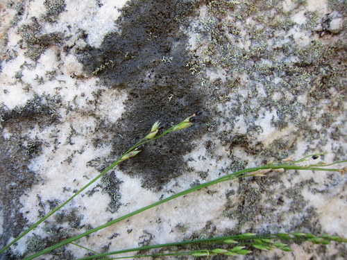 Panicum perrieri image