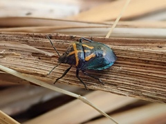 Comperocoris roehneri