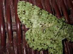 Ophthalmitis exemptaria