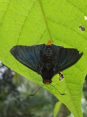 Pyrrhopyge