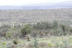 Euphorbia triangularis