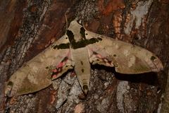 Adhemarius gannascus