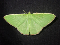 Ornithospila bipunctata