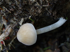 Pluteus semibulbosus