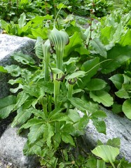 Arisaema jacquemontii