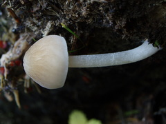 Pluteus semibulbosus