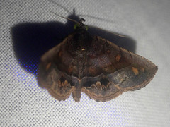 Pangrapta aviusalis
