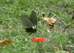 Papilio memnon anceus