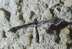 Michaelophorus indentatus