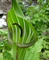 Arisaema jacquemontii